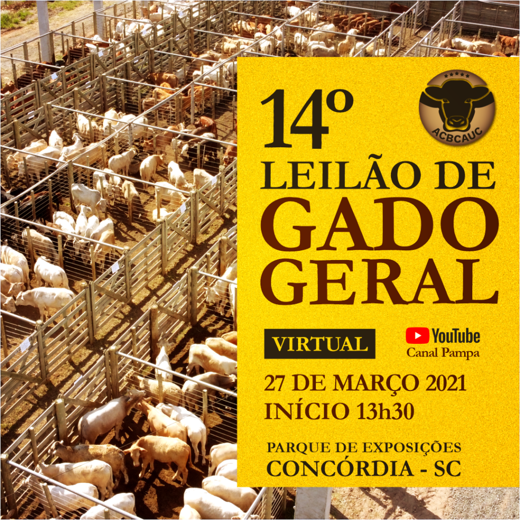 gado, boi, gado de corte