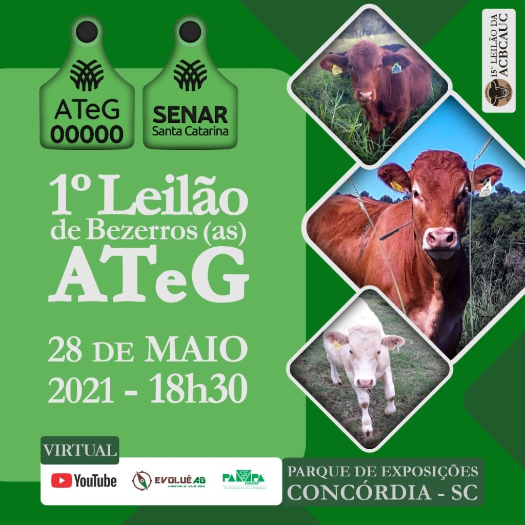 bezerro, criadores de bovinos, marketing, next agencia